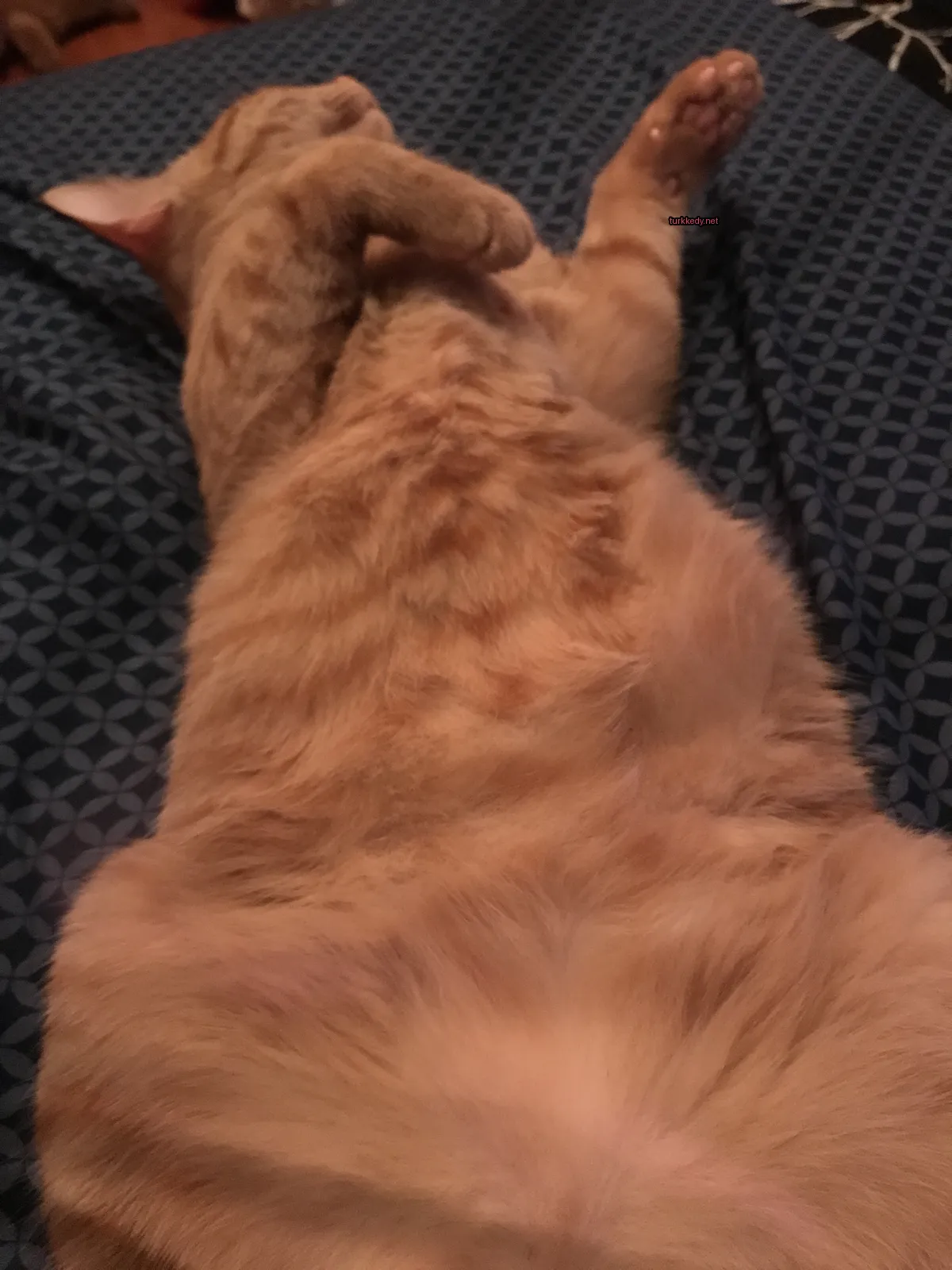 Büyük bir turuncu kedi yatağın üzerinde yatıyor.