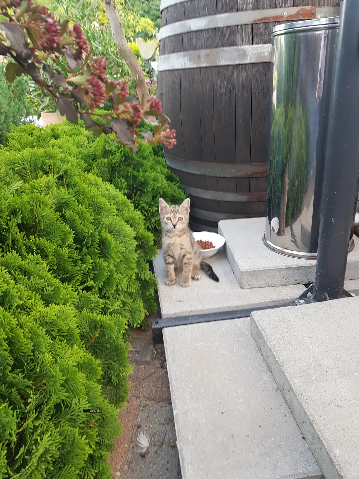 Gri ve beyaz bir kedi bir çalının önünde bir basamakta oturuyor.