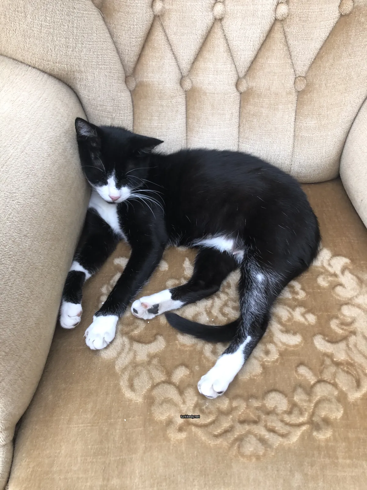 Siyah ve beyaz bir kedi bir sandalyede yatıyor.