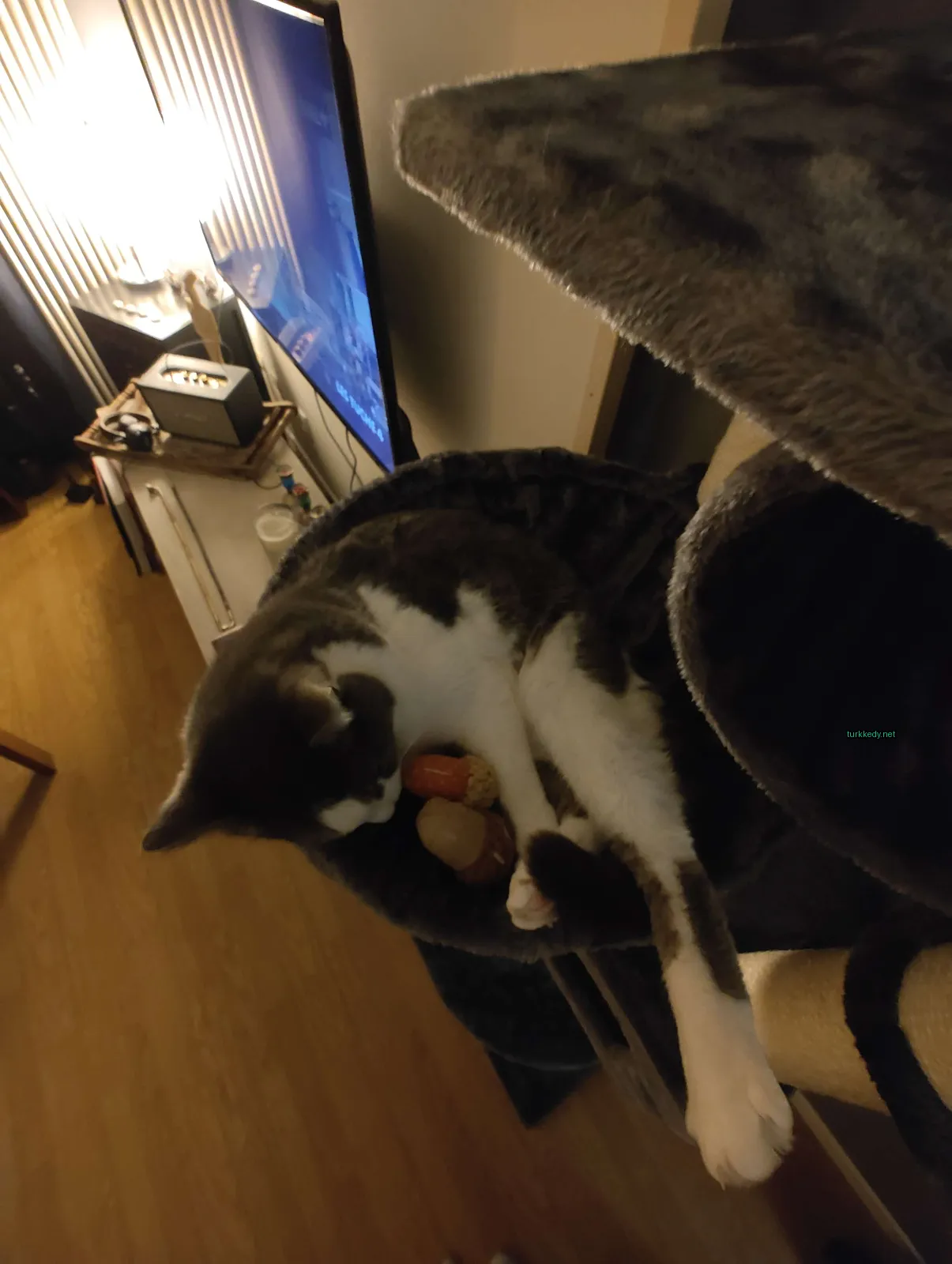 Beyaz ve siyah bir kedi yatağında uyuyor.