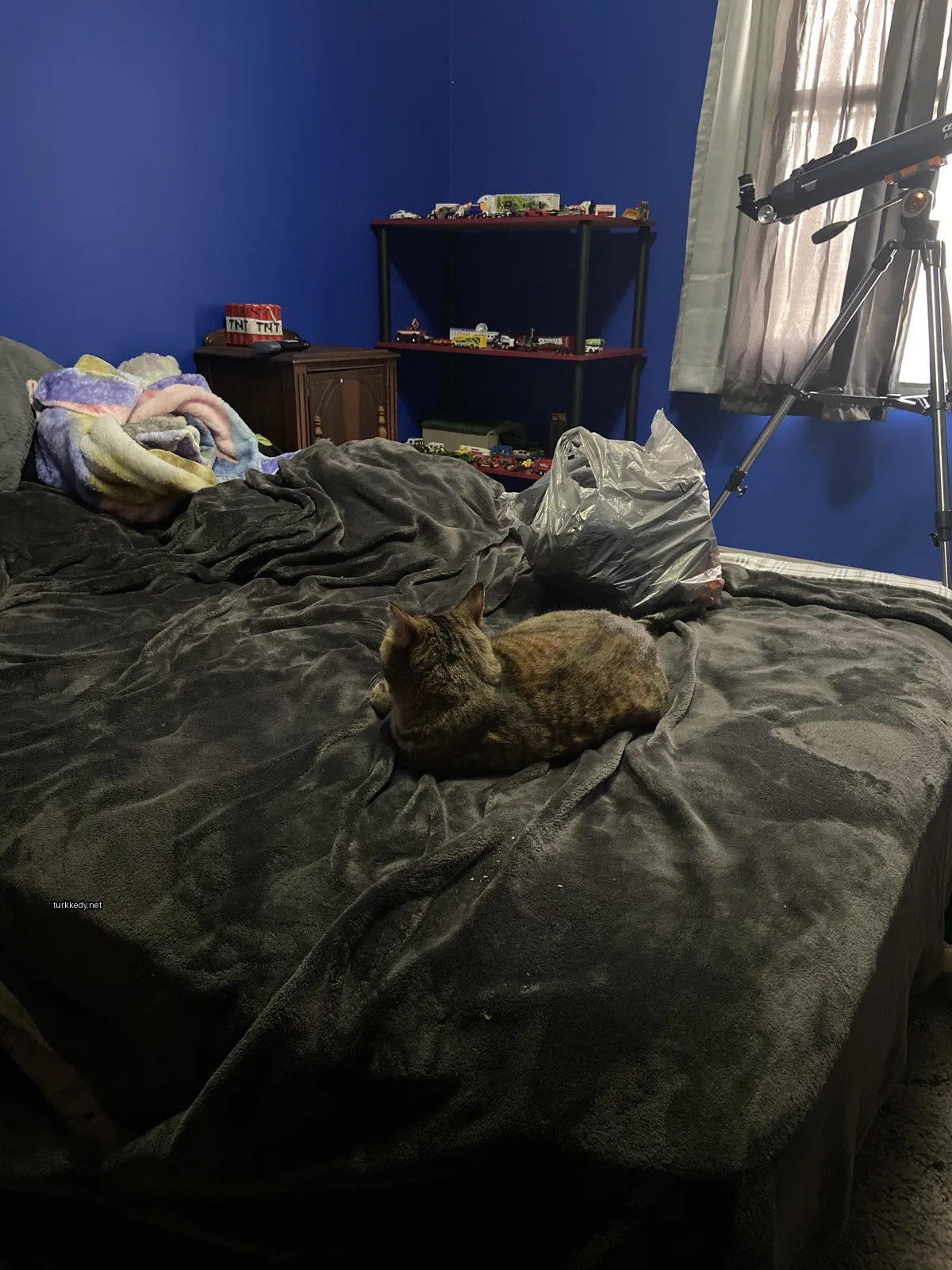Koyu ve beyaz bir deri desenine sahip bir kedi yatakta oturuyor.