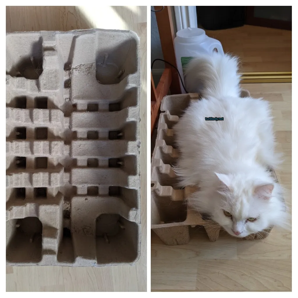 Beyaz bir kedi bir karton kutuda yatıyor.