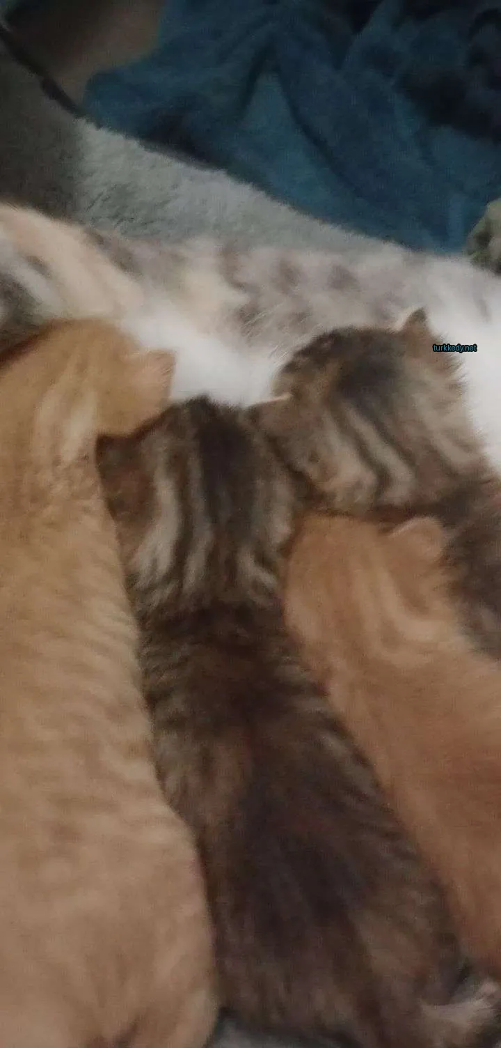 Bir kedi, diğer kedi arkadaşlarıyla yatakta yatarken çizikli desenli bir kedi.