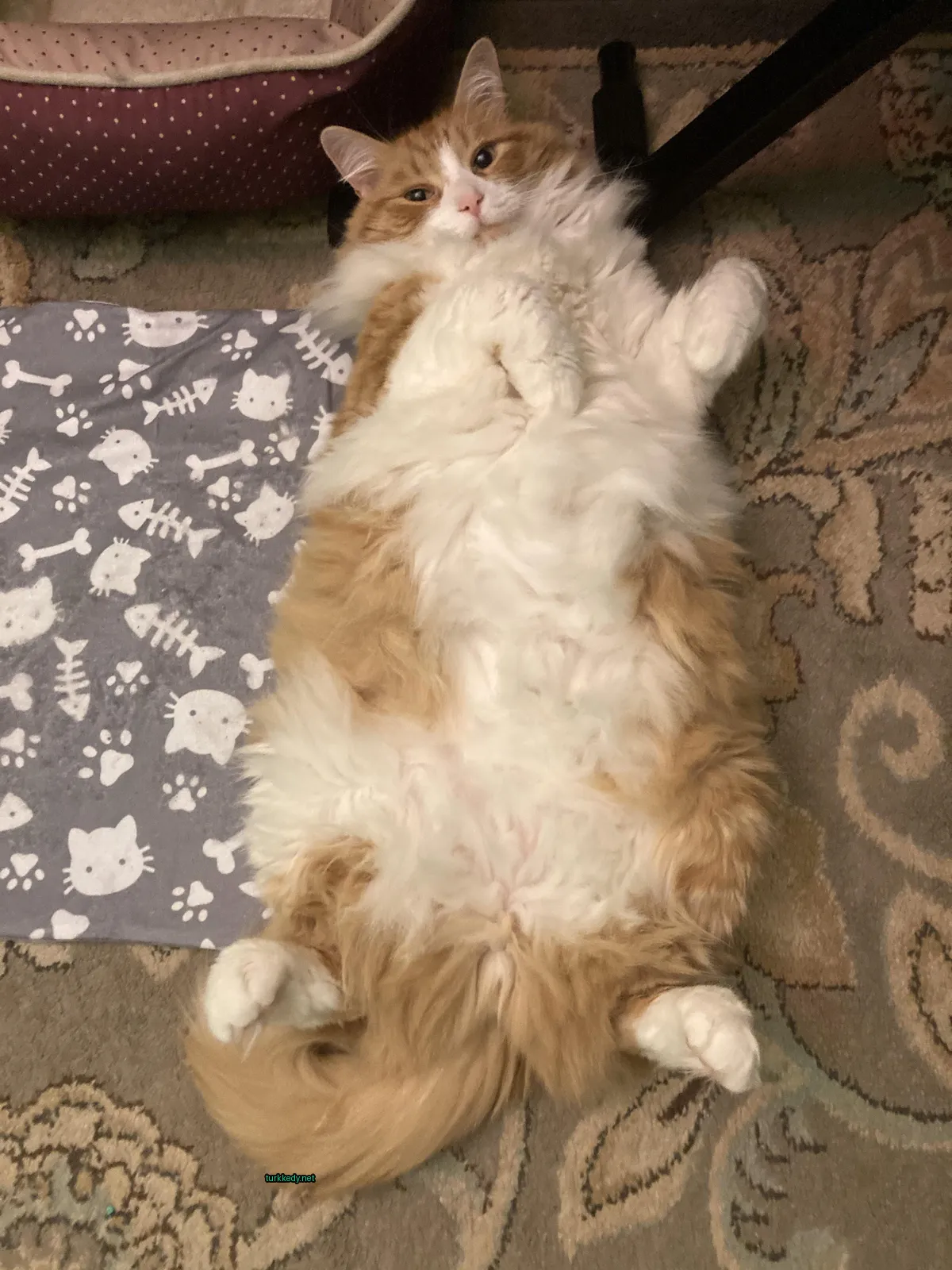Büyük bir turuncu ve beyaz kedi bir halı üzerinde yatıyor.