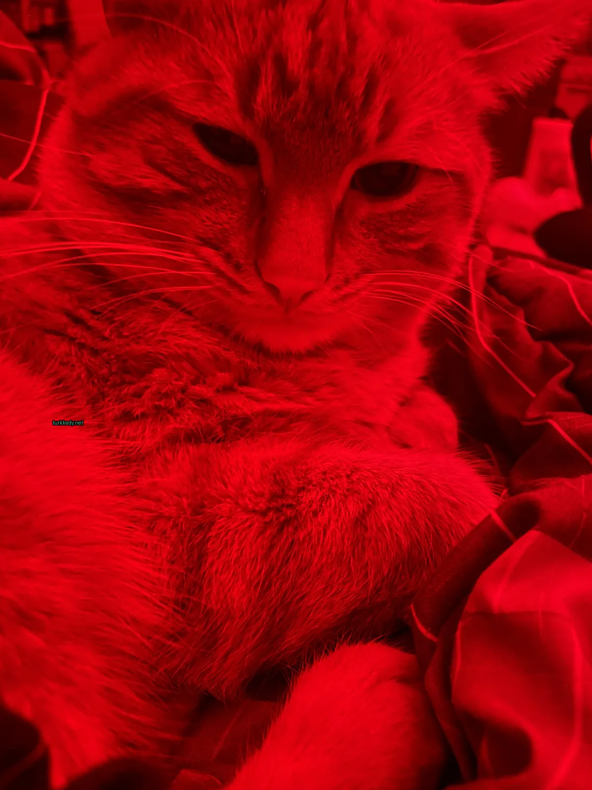 Kırmızı bir kedi kırmızı bir bez üzerinde yatıyor.