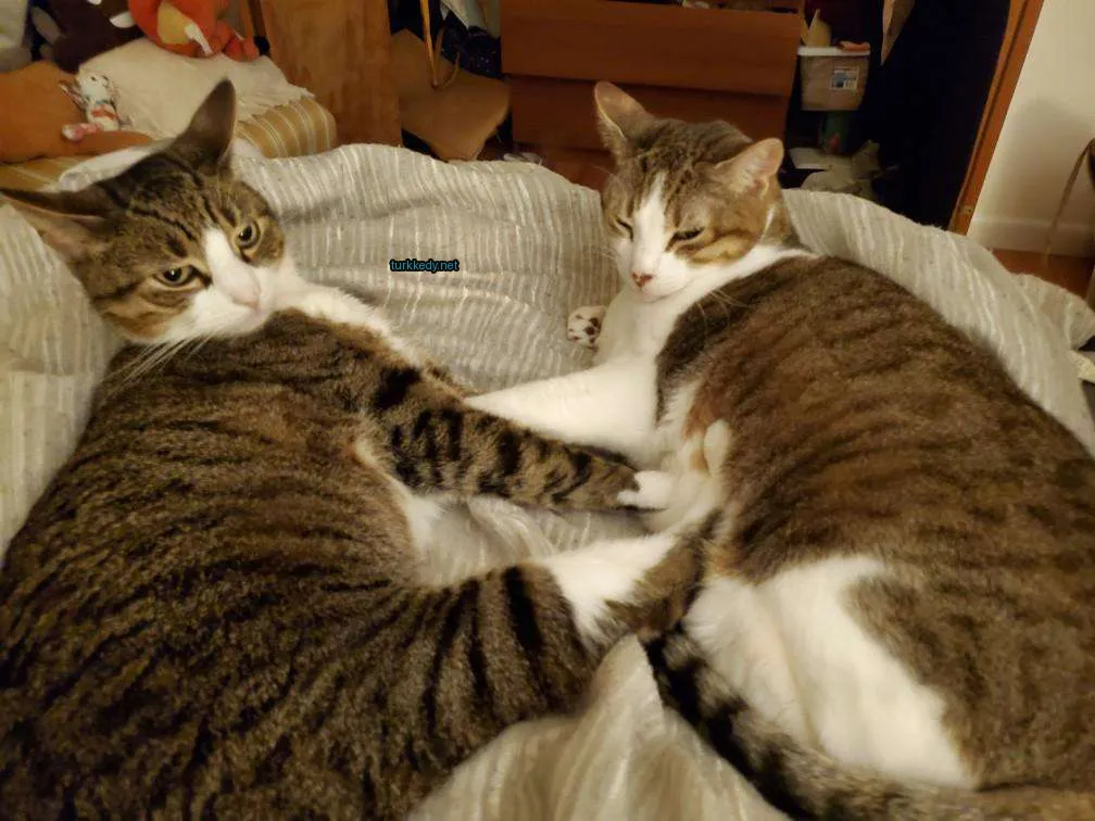 İki kedi yatakta yatıyor, biri çizikli, diğeri tüylü.