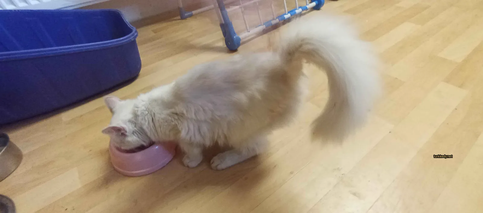 Beyaz kedi uzun kuyruğu ile pink bir kaseye yemek yer.