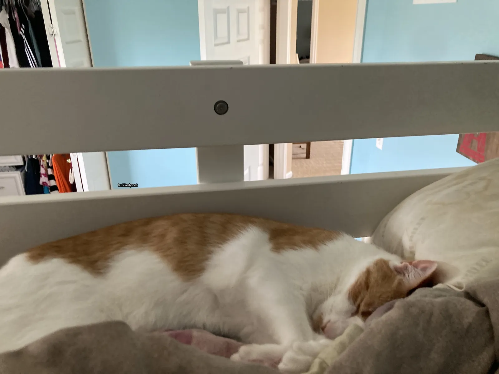 Beyaz ve turuncu bir kedi yatakta uyuyor.
