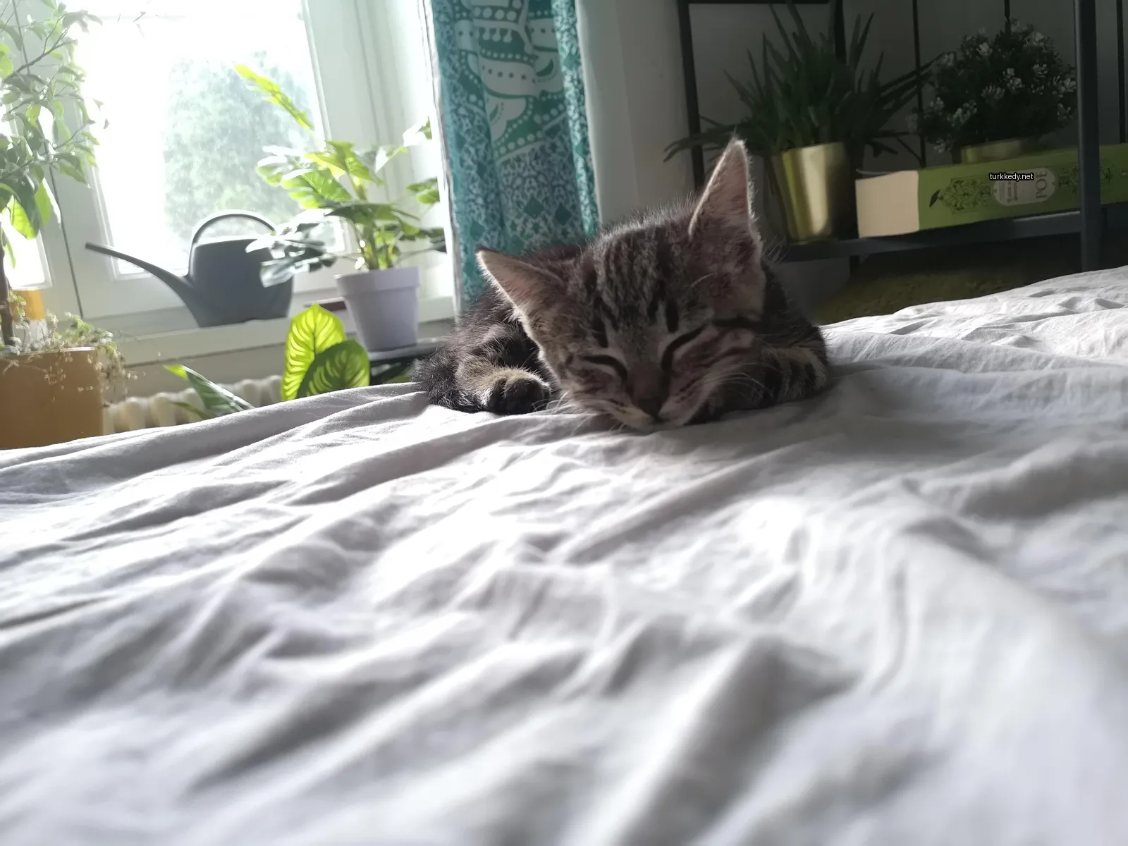 Beyaz yatakta bir kedi yavrusu benekli desenli yatıyor.
