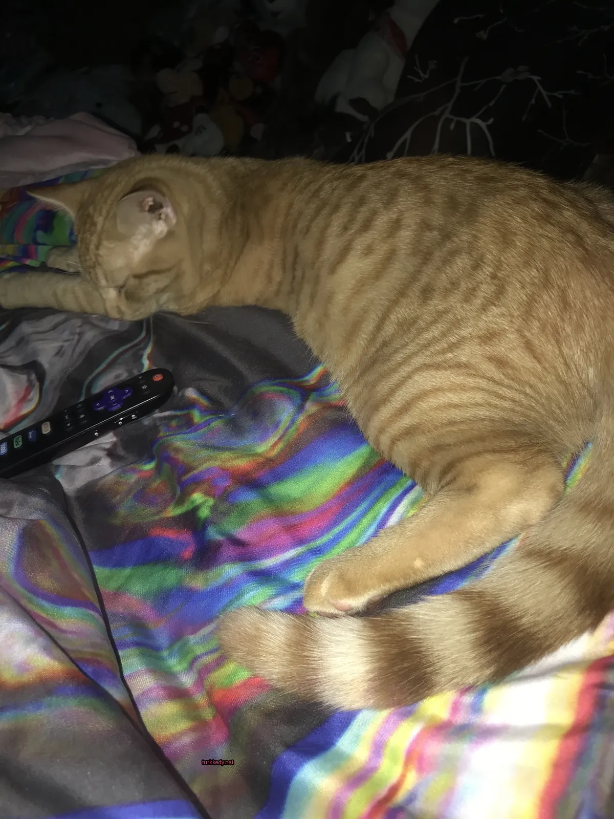 Koyu kahverengi ve beyaz bir kedi yatakta bir kumandayla yan yana yatıyor.