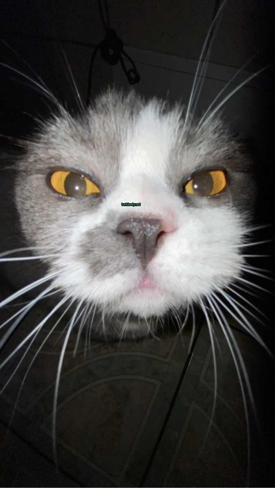 Beyaz ve gri bir kedi, burnunda yeşil bir nokta var.