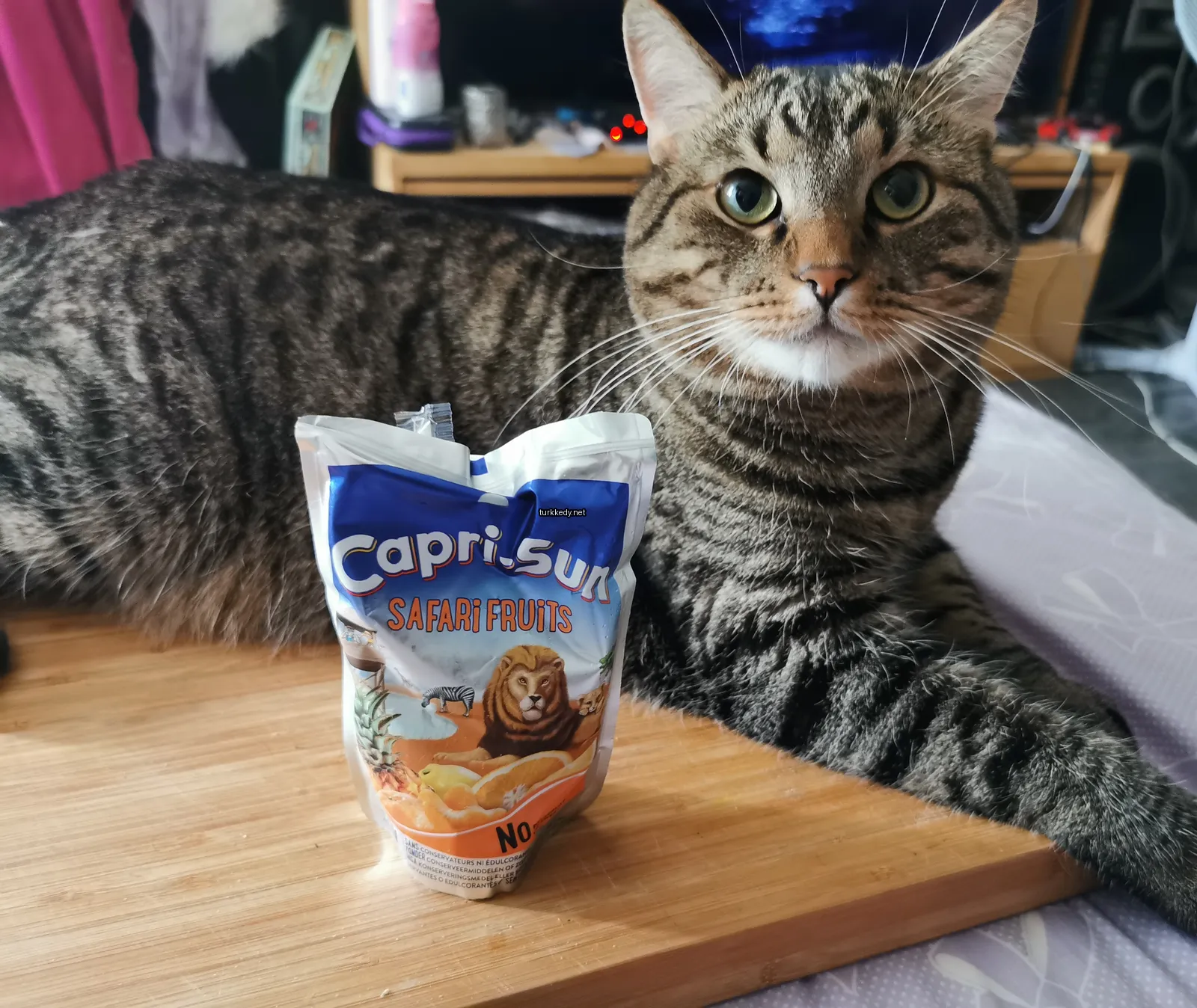 Bir çikolatalı kedi masada bir Caprisaurus poşetinin yanındadır.