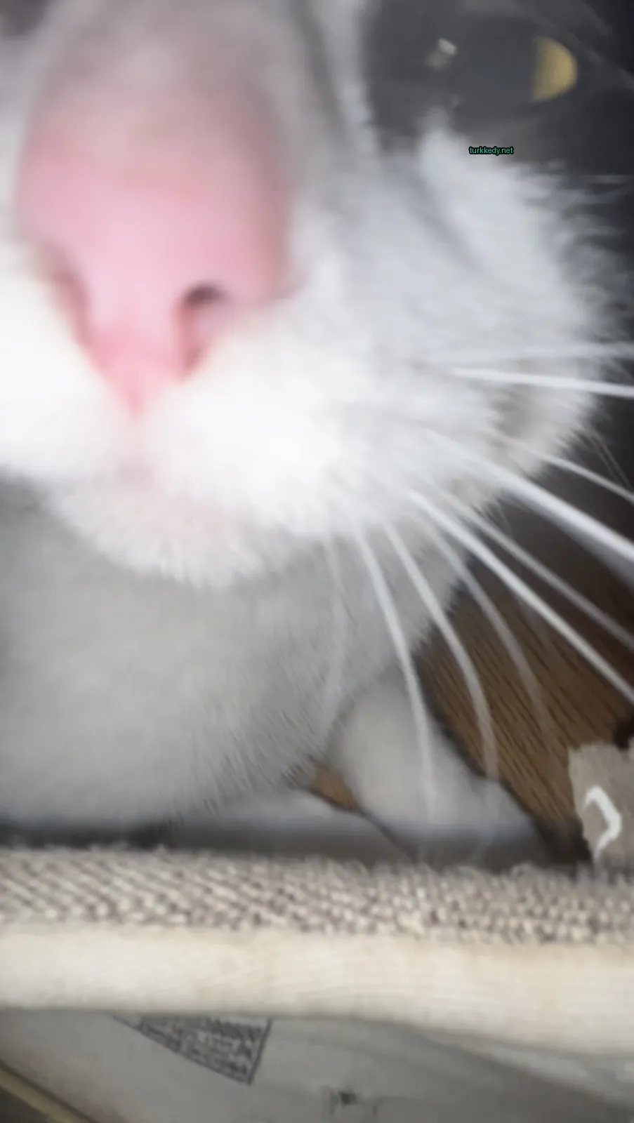 Beyaz bir kedi, cameralara bakarken pink bir burun ve tüyleri var.
