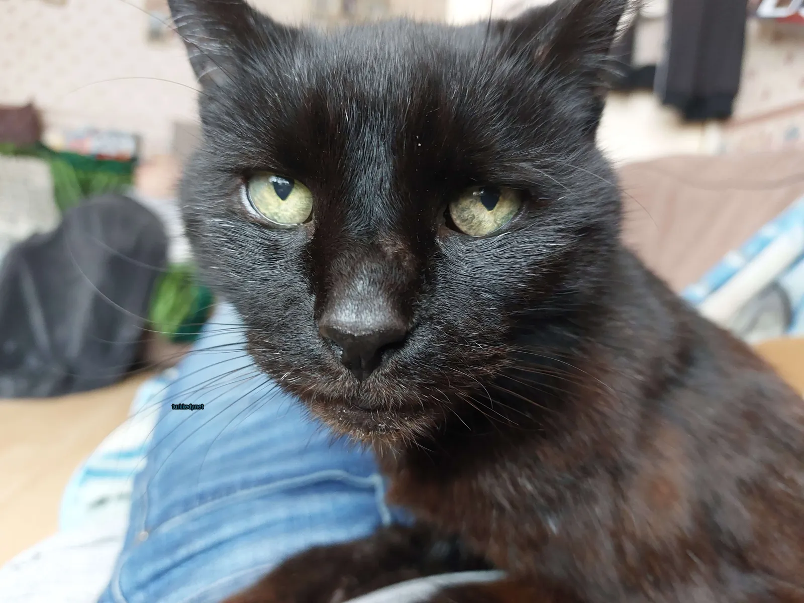 Siyah bir kedi, sarı gözleriyle bir sofa üzerinde oturuyor.