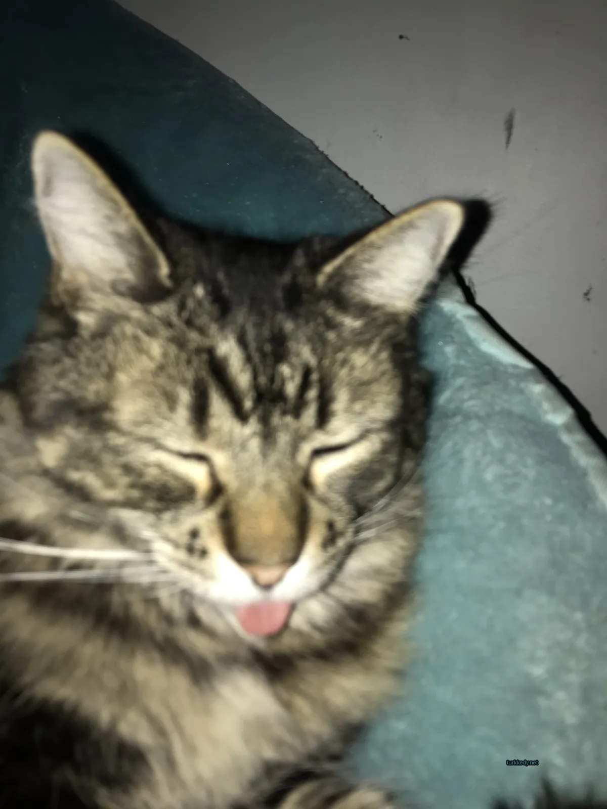 Siyah ve beyaz bir kedi mavi bir yastıkta yatıyor.
