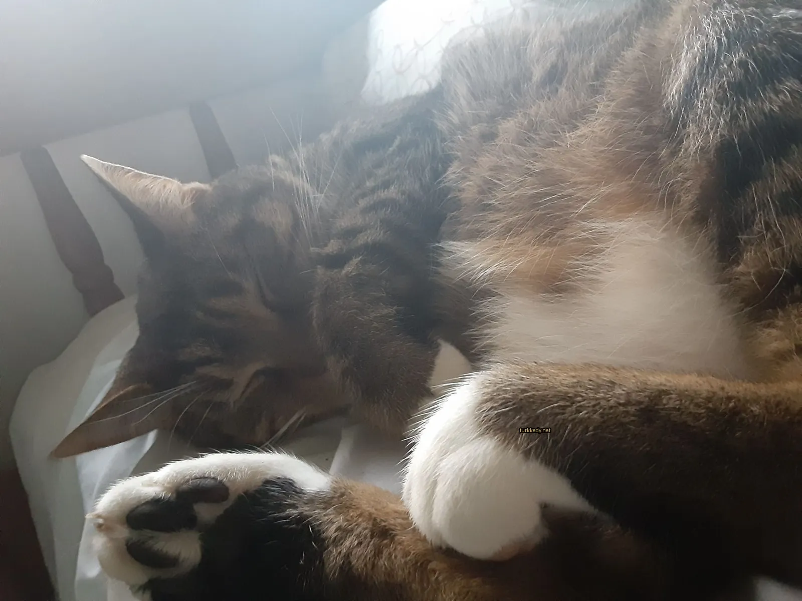 Kara ve siyah bir kedi beyaz bir bez üzerinde yatıyor.