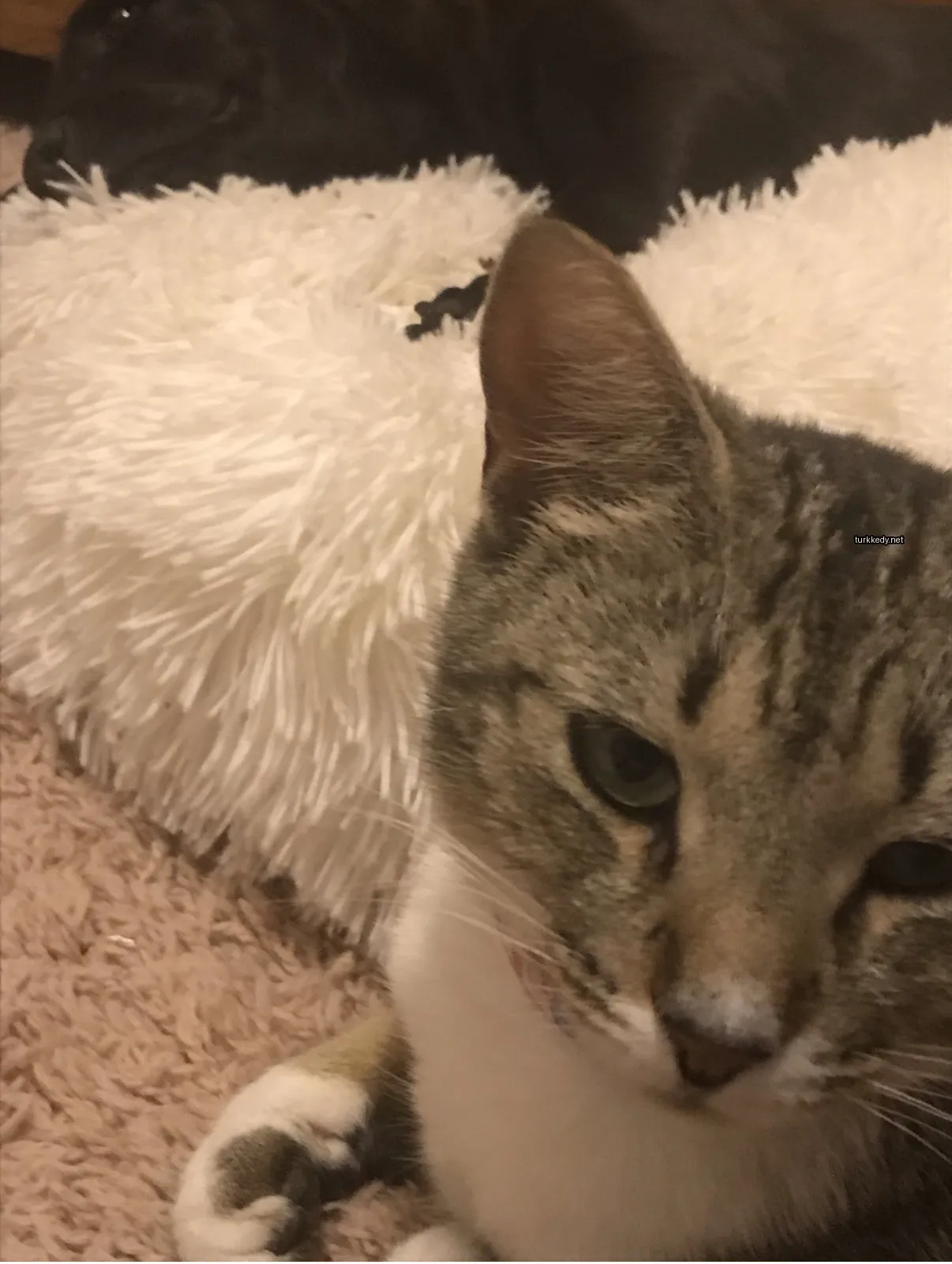 Gri ve beyaz bir kedi, siyah burun ve gözlerle beyaz ve kahverengi bir yastıkta yatıyor.