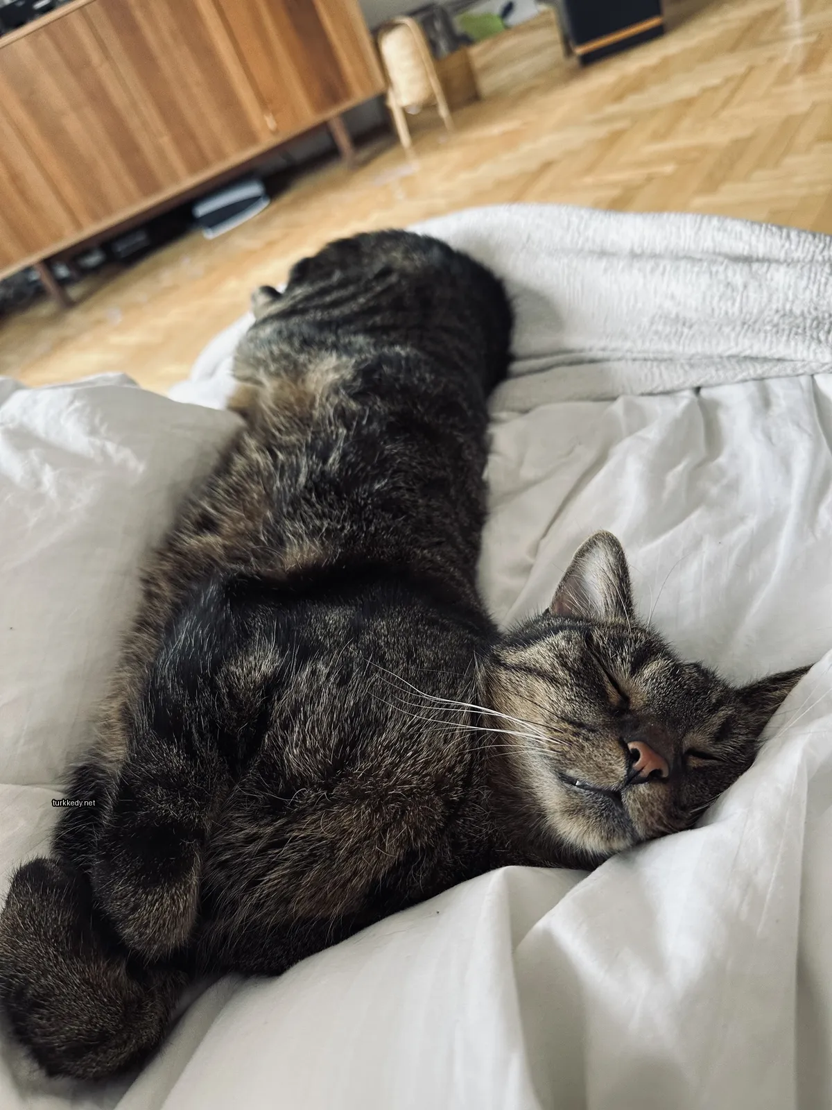 Siyah ve kahverengi desenli bir kedi beyaz bir bez üzerine yatıyor.