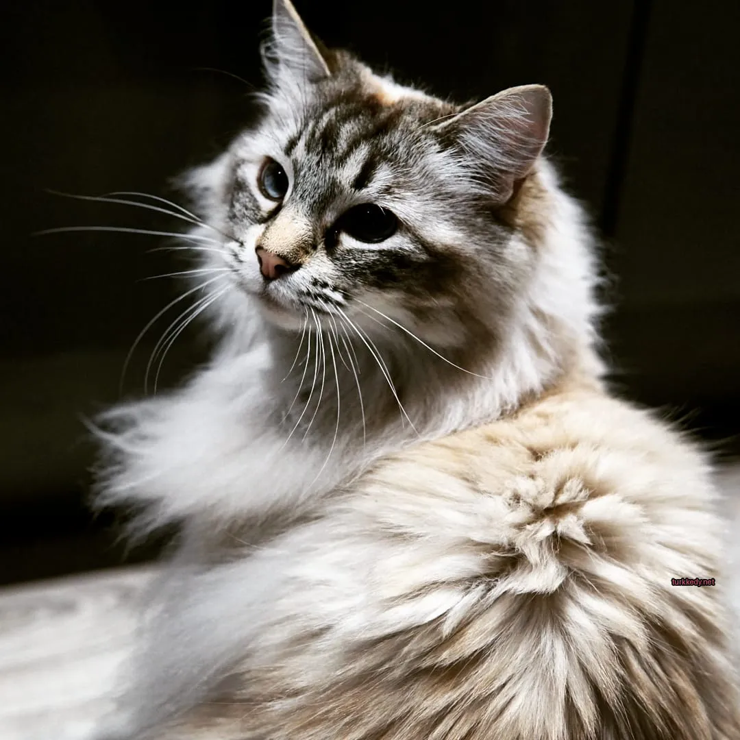 Beyaz ve kahverengi bir kedi, püskürtük bir kürküyle ahşap zeminde oturuyor.