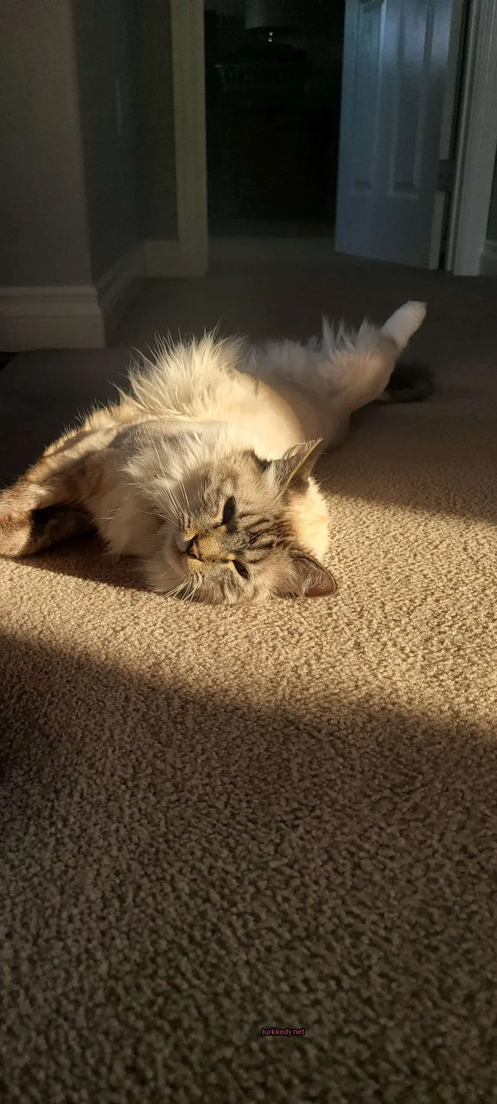 Beyaz ve kahverengi bir kedi bir kumaşın üzerinde yatıyor.