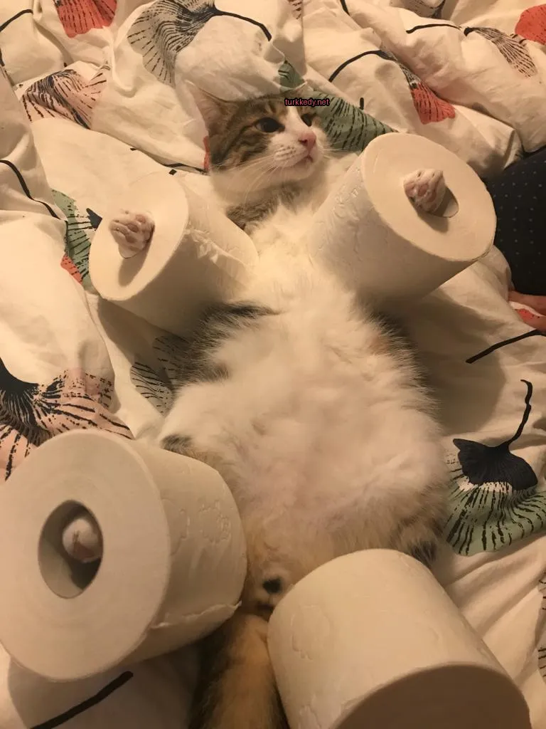 Beyaz ve kahverengi desenli bir kedi yatakta tuvalet kağıdı sarılı bir pozisyonda yatıyor.
