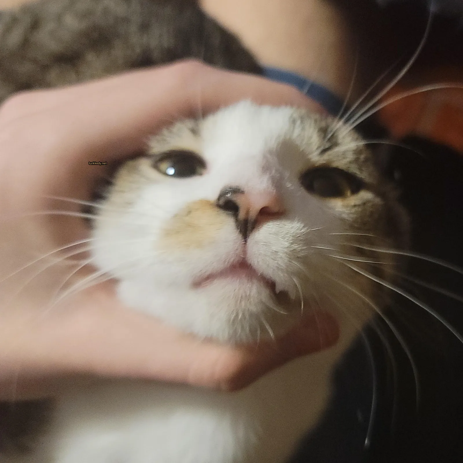 Beyaz ve kahverengi bir kedi, yüzünde pembe burun ve tüyleri var.