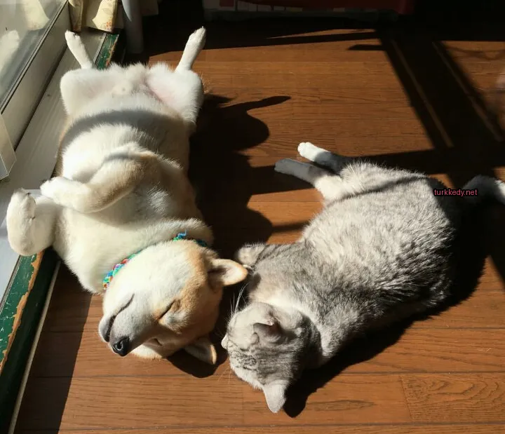 Beyaz ve kahverengi bir köpek, gri bir kedi yanındaki zemine yatıyor.