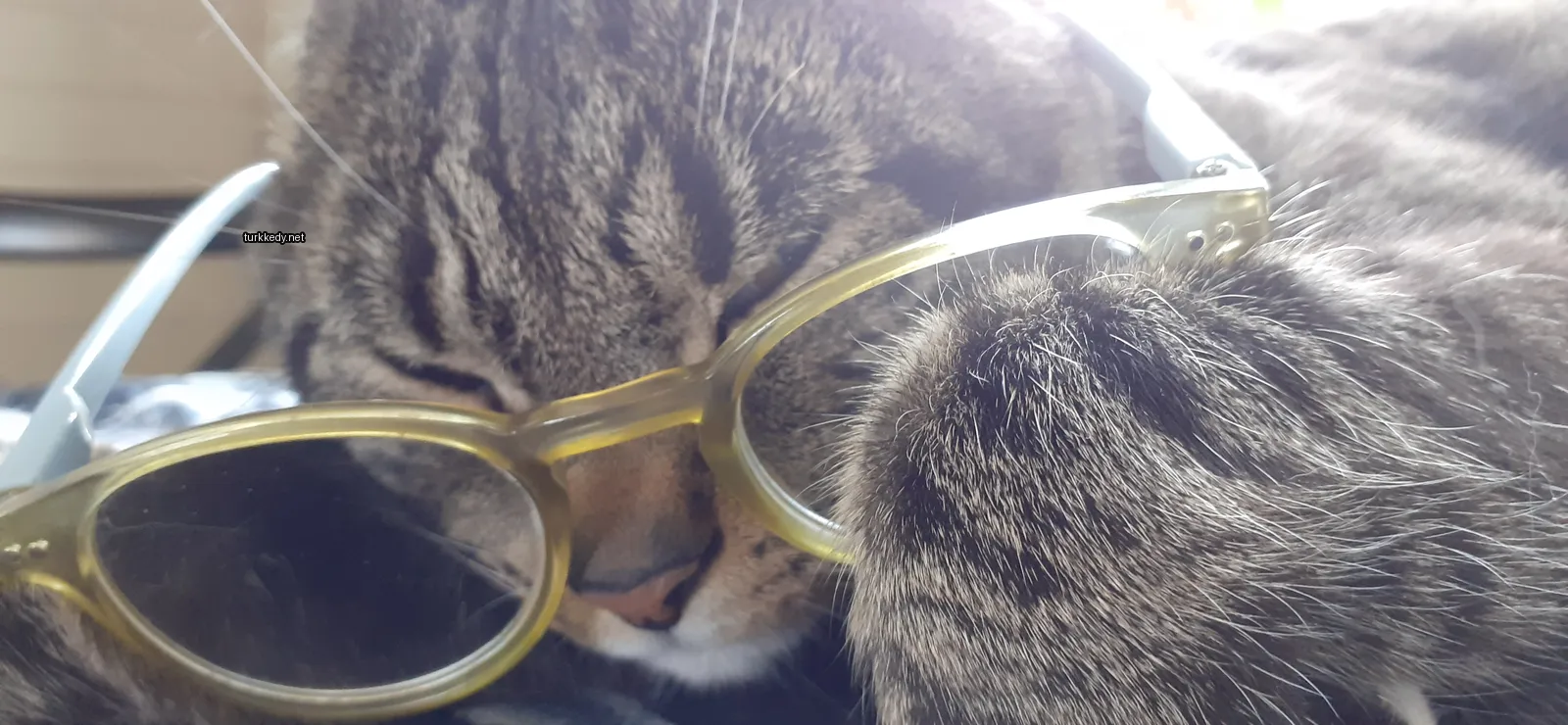 Sarı gözlük takan, siyah bir yüzeye yatan lekeli bir kedi.