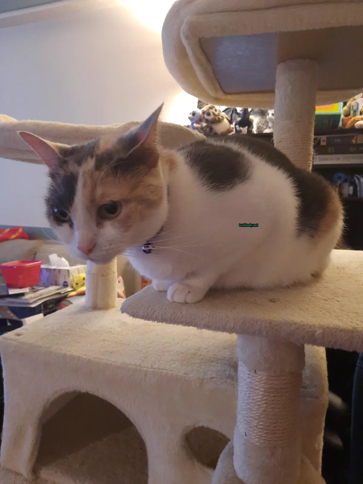 Mavi kemerli bir kedi, bir kedi ağacında oturuyor.