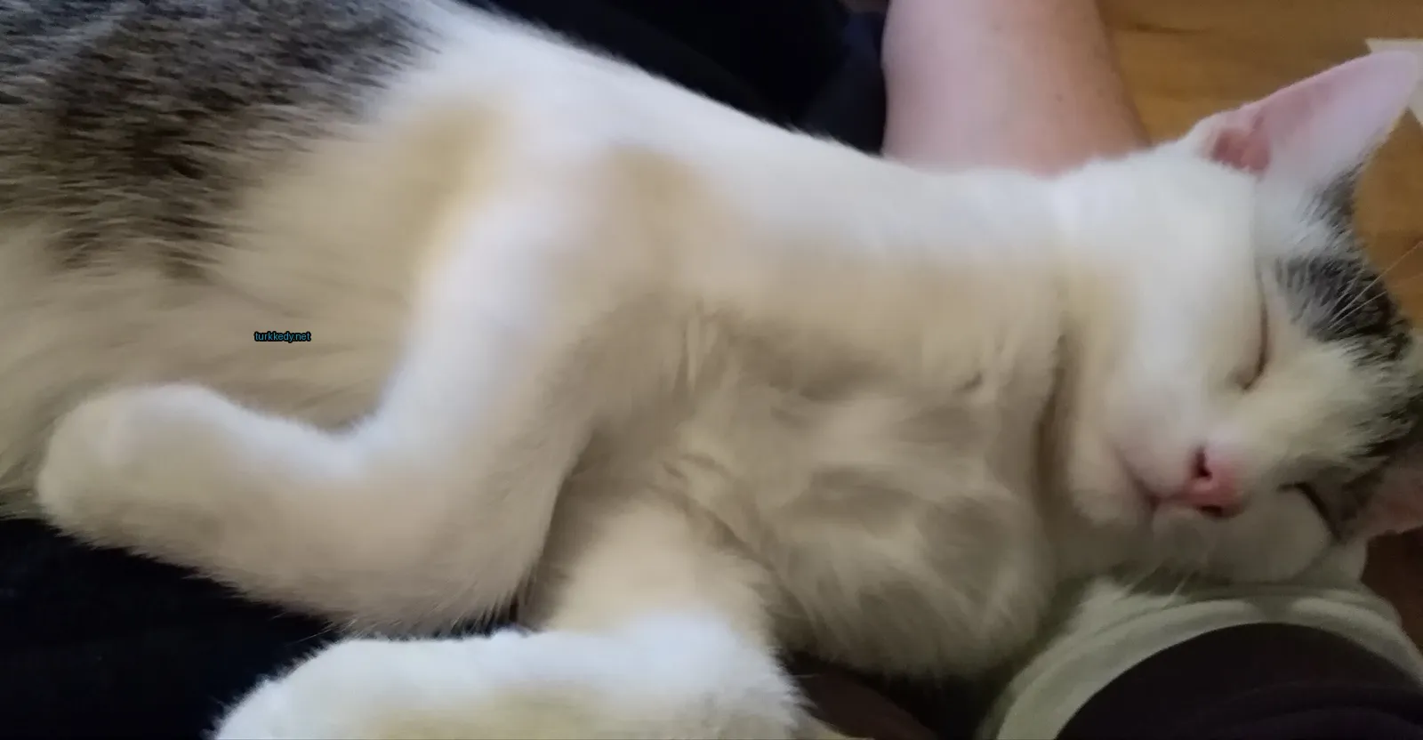 Beyaz ve siyah bir kedi bir sofa üzerinde yatıyor.