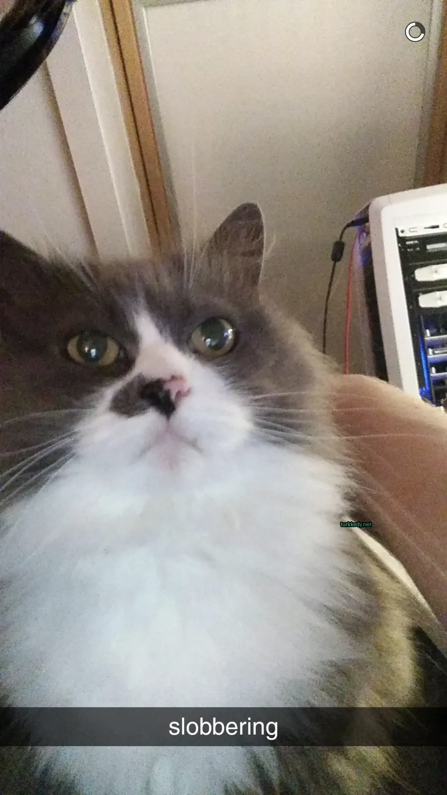 Gri ve beyaz bir kedi, bir bilgisayar karşısında oturan pembe burunlu.