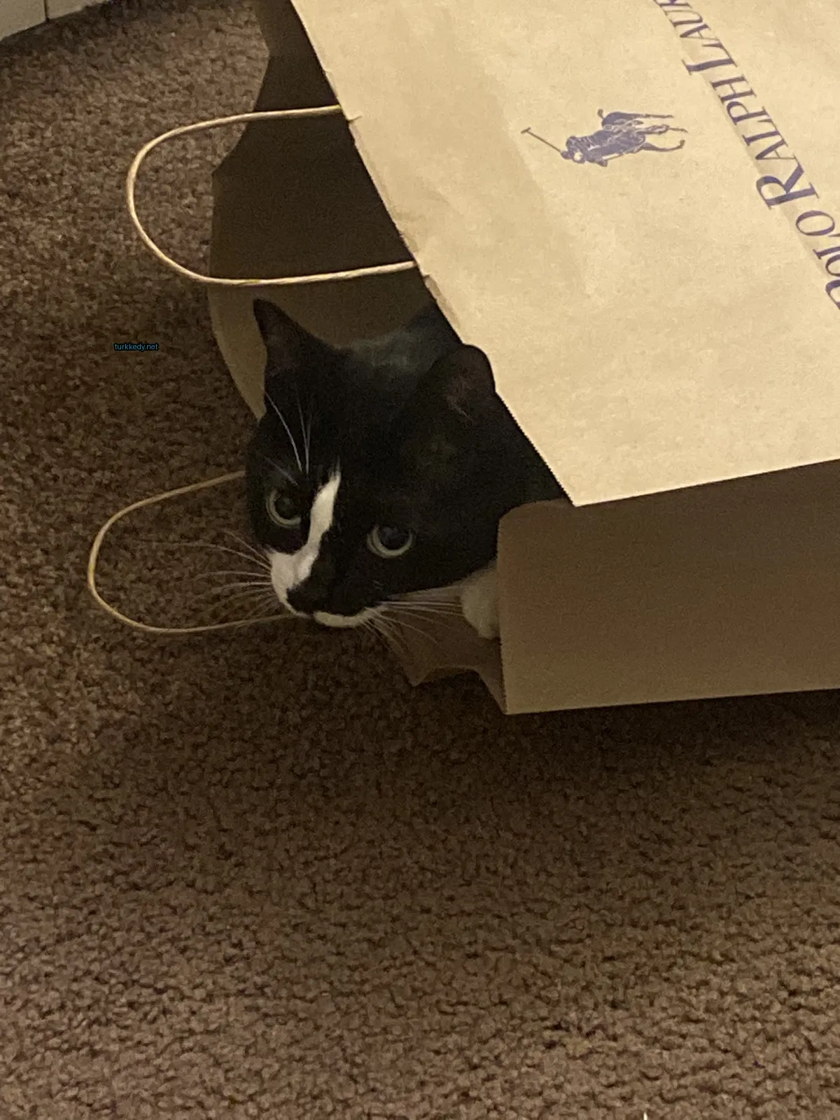 Siyah ve beyaz bir kedi, kahverengi kağıt poşette gizleniyor.