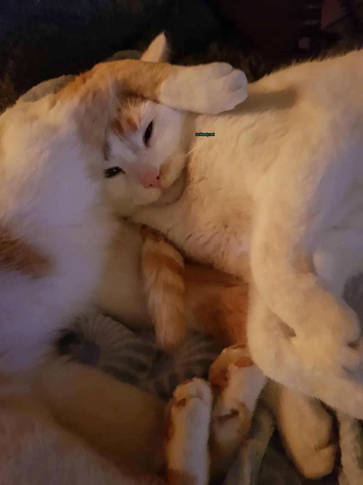 Beyaz ve turuncu bir kedi bir örtü üzerinde yatıyor.