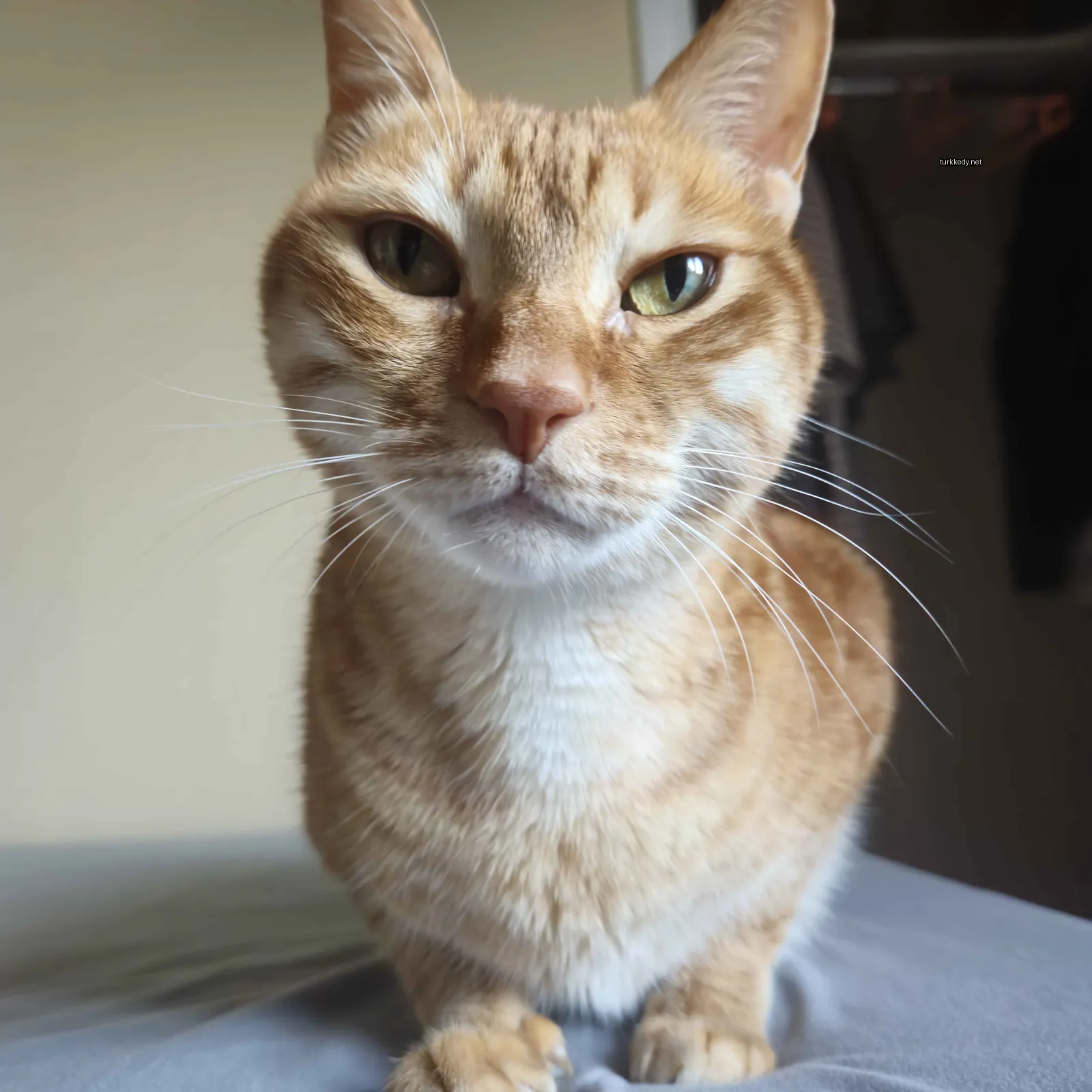 Kahverengi ve beyaz bir kedi yatakta oturuyor.