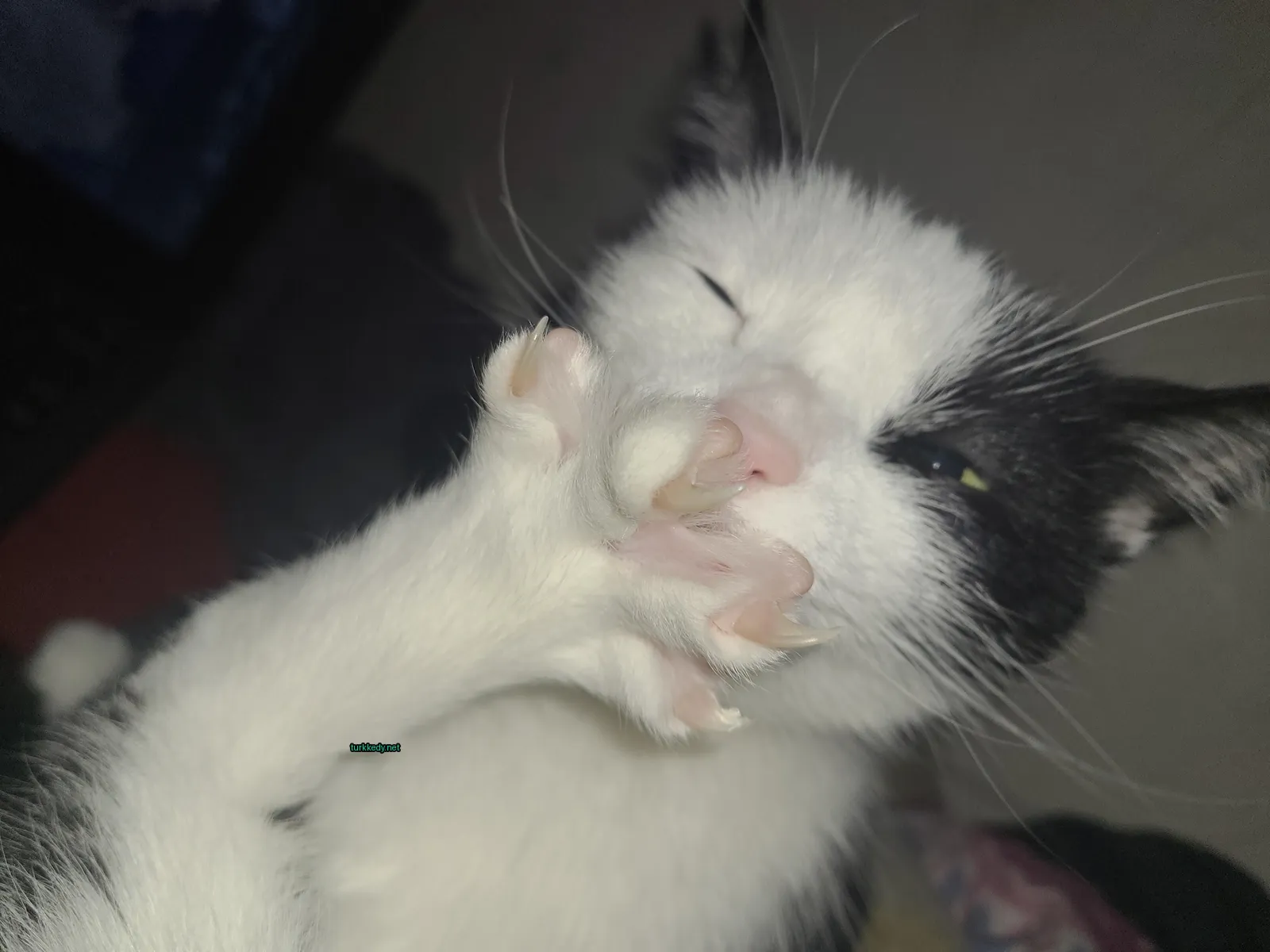 Siyah ve beyaz bir kedi, beyaz bir ayakla.