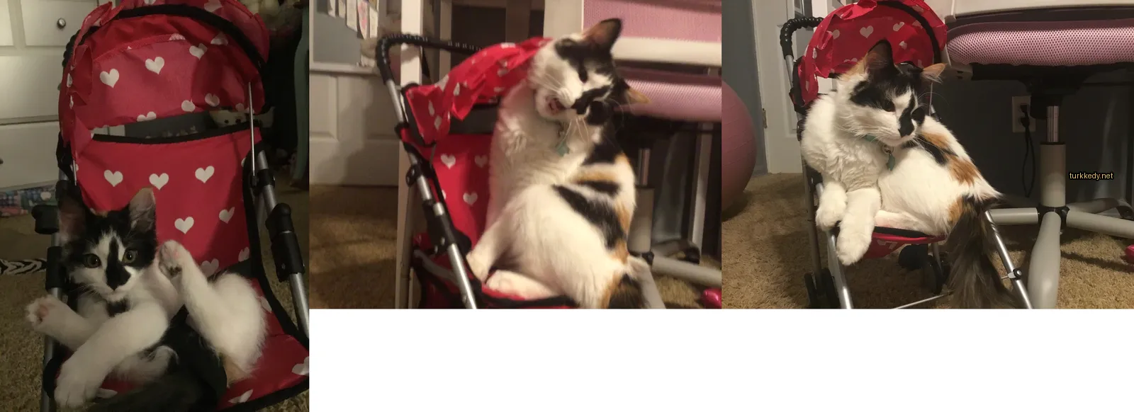 Siyah ve beyaz bir kedi, kırmızı bir battaniyeyle bir bebek arabasında.
