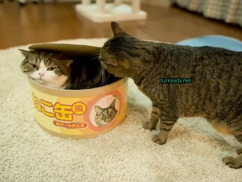 Siyah beyaz bir kedi bir kutunun yanındadır, içinde bir kedi var.