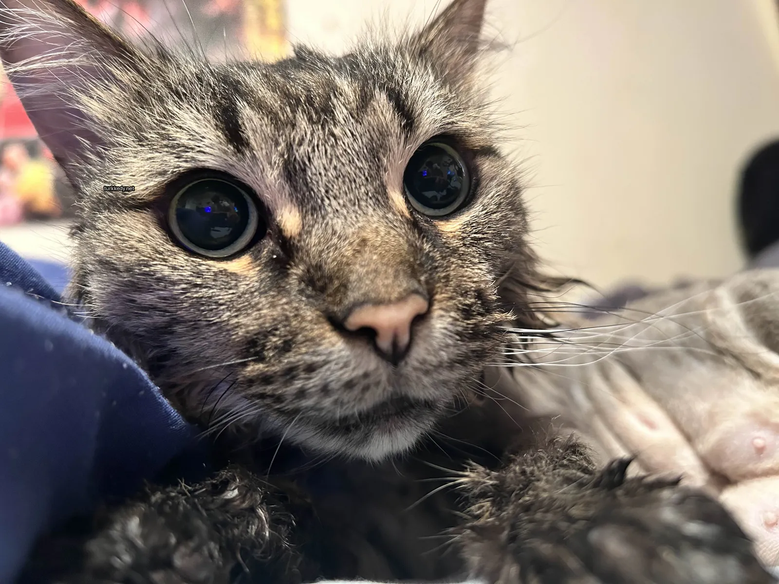 Gri ve beyaz bir kedi mavi gözlerle beyaz bir bez üzerinde yatıyor.