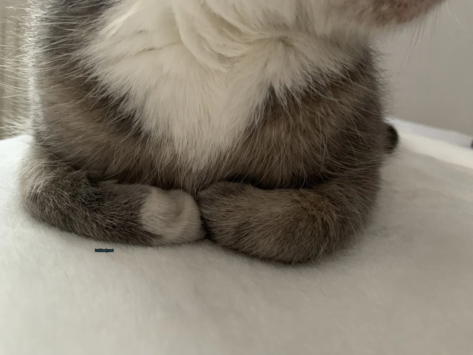 Gri ve beyaz bir kedi beyaz bir yatakta sarılmış vaziyette.