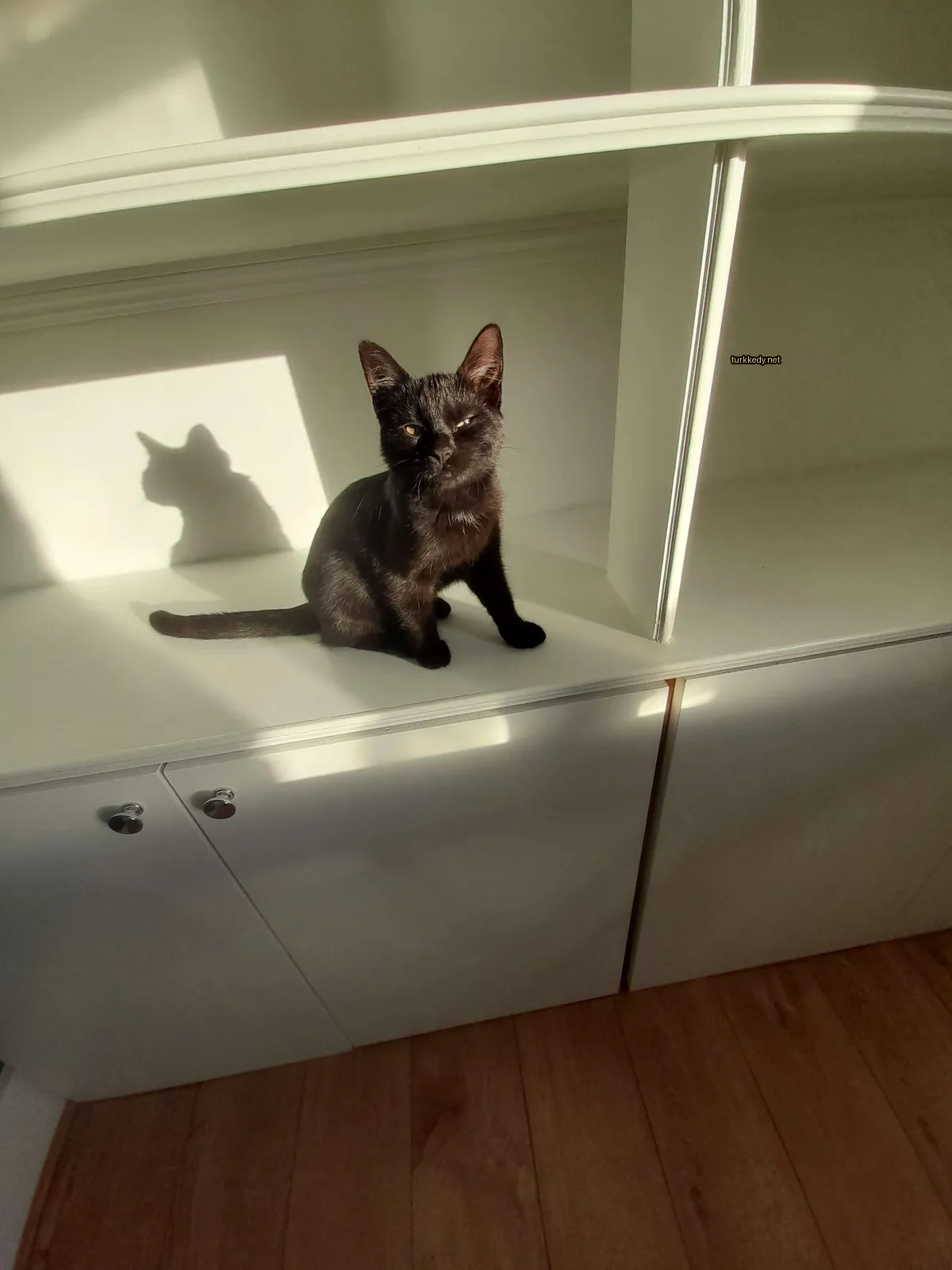 Siyah bir kedi beyaz bir raflarda oturuyor.