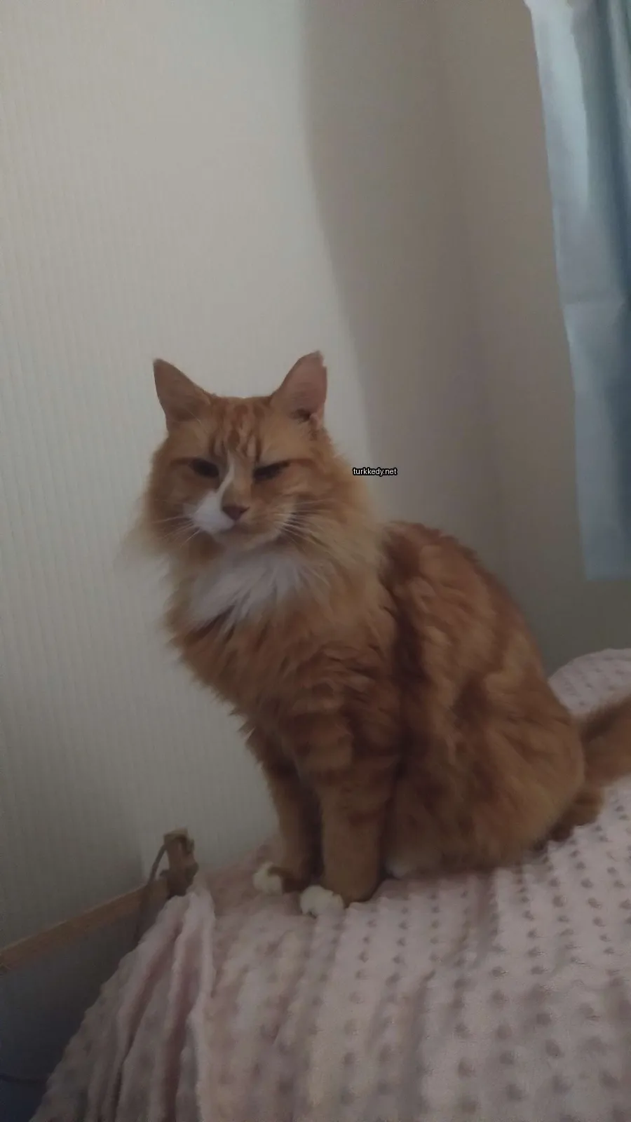 Sarı bir kedi, beyaz bir çene ve bıyıklarla yatağın üzerinde oturuyor.