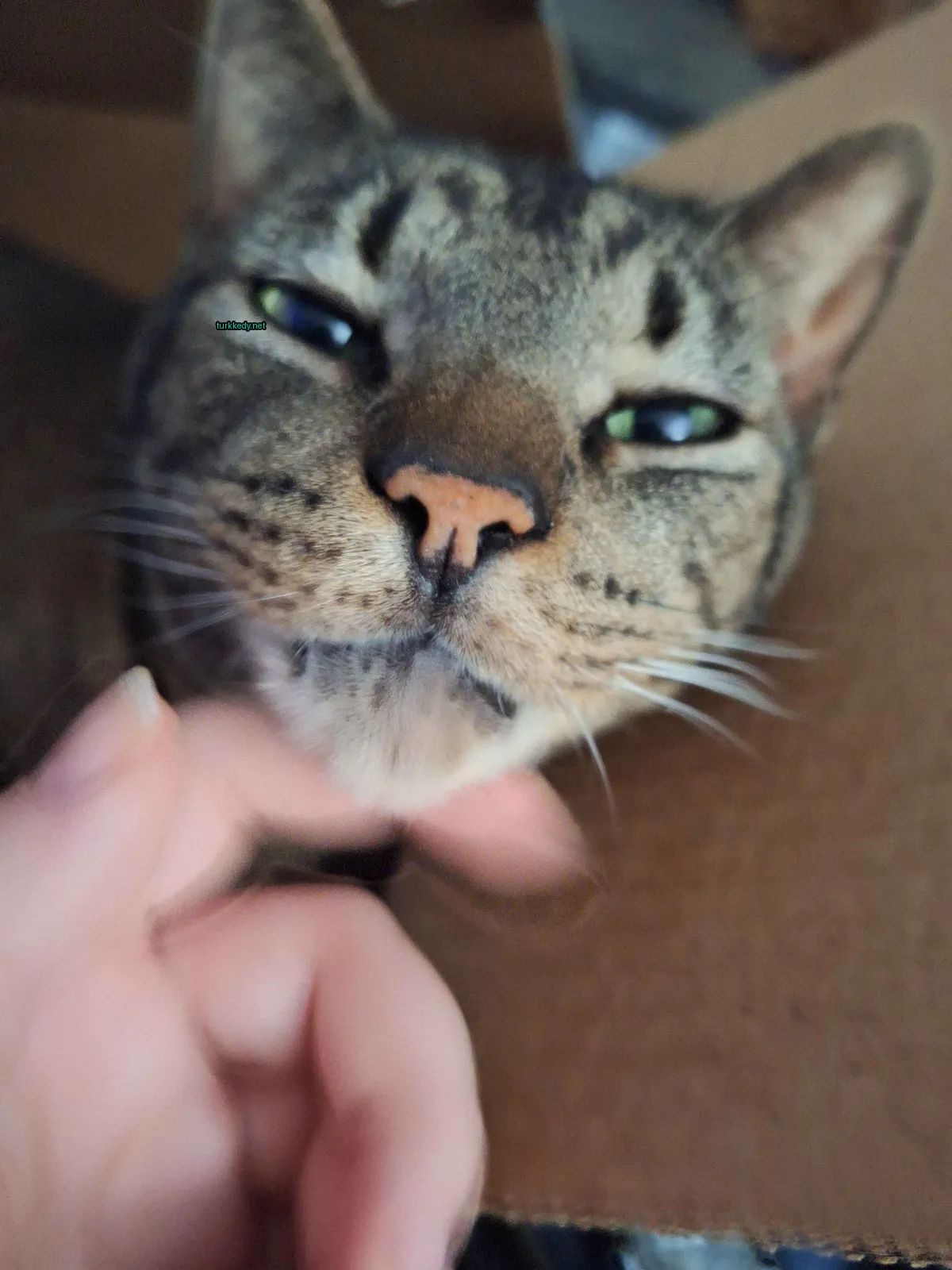 Koyu ve beyaz bir deri deseni olan bir kedi bir sofa üzerinde yatıyor.