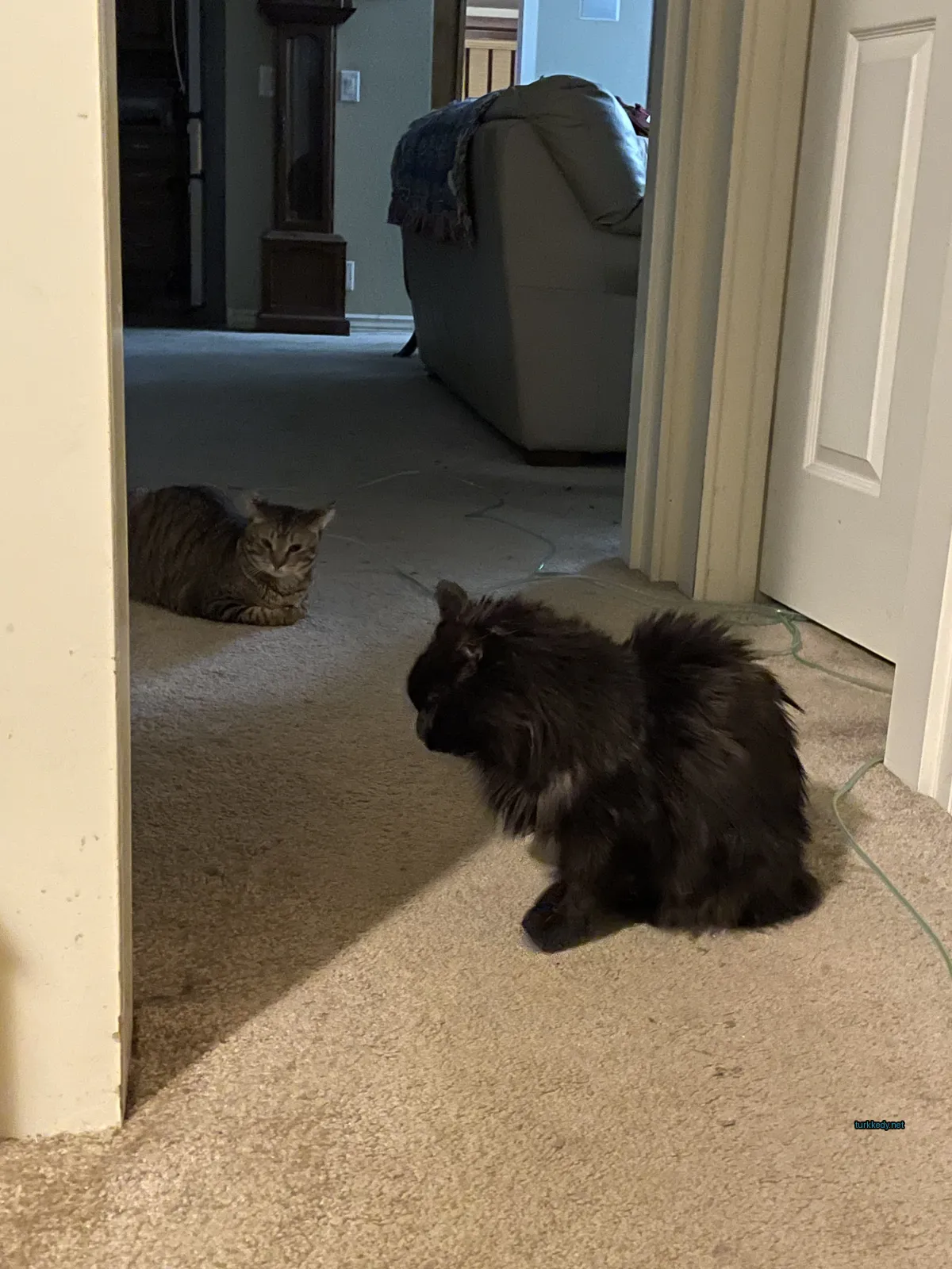 Kara bir kedi zemine oturuyor.