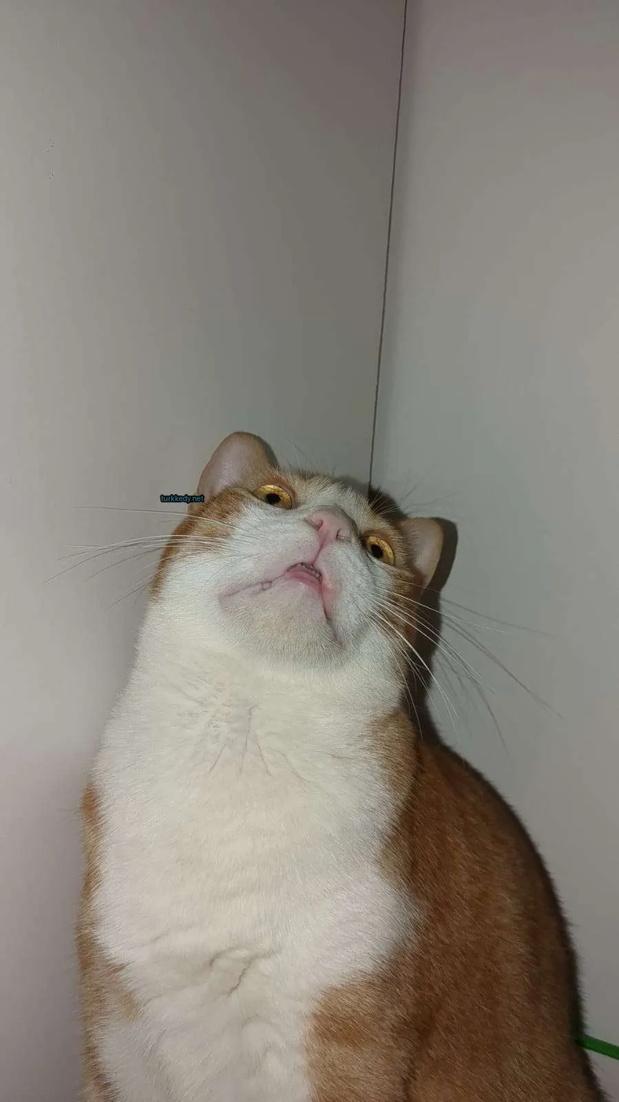 Beyaz ve turuncu bir kedi, ağzını açmış olarak bir köşede oturuyor.