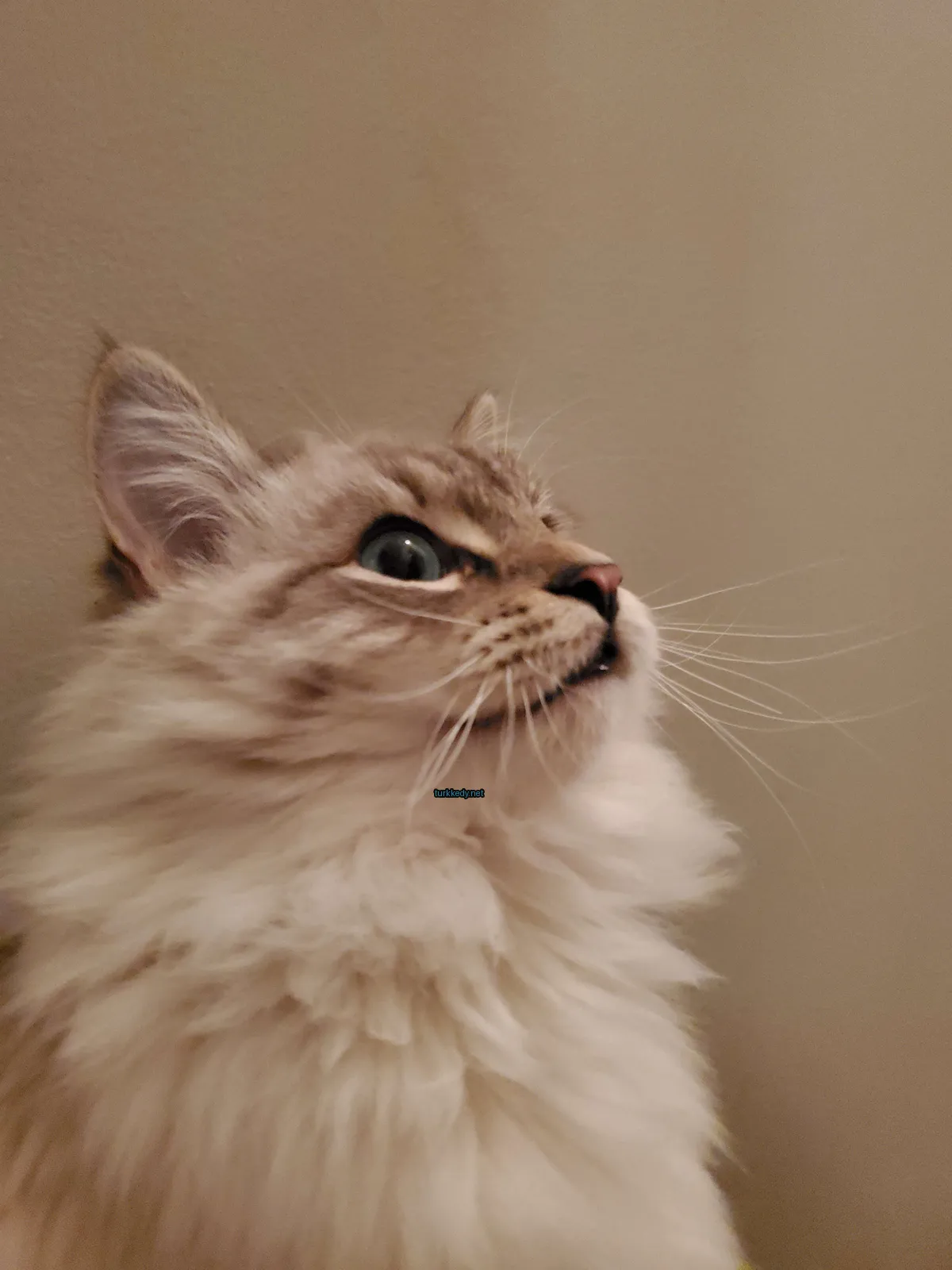 Beyaz ve gri bir kedi, tüylü bir kafa ve burun tüyleri ile kameraya bakıyor.