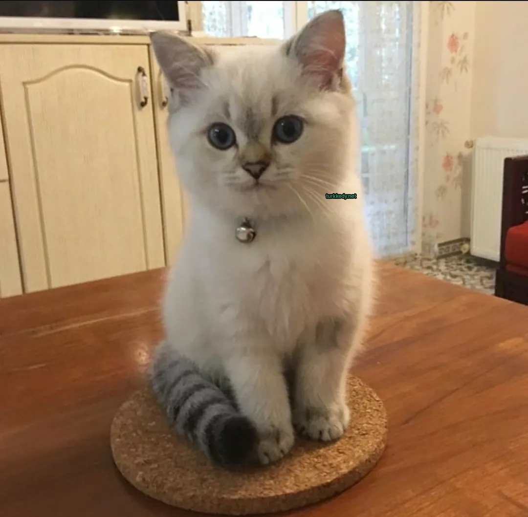 Beyaz ve gri bir kedi bir minderin üzerinde oturuyor.
