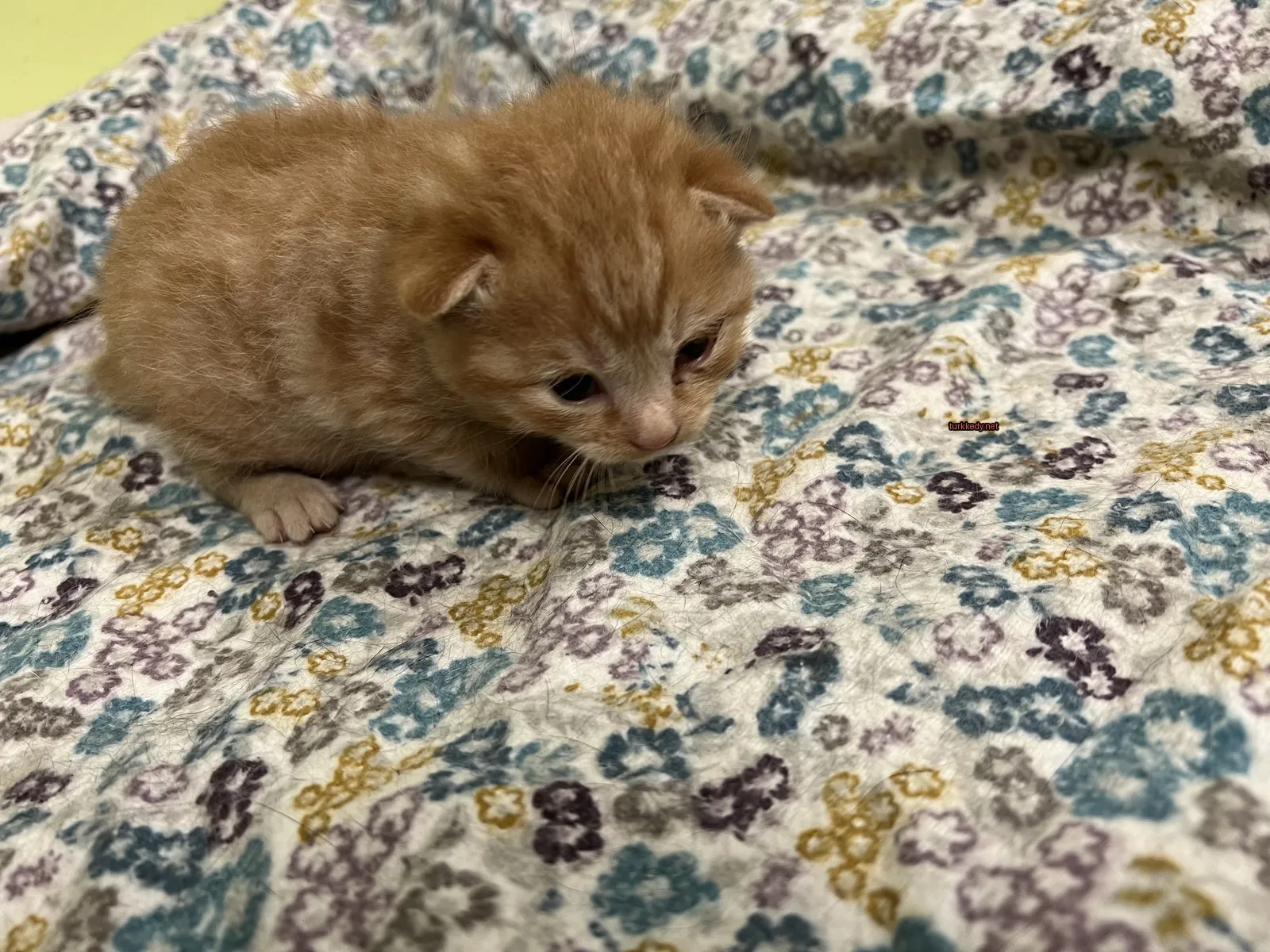 Bir küçük sarı ve beyaz kedi, bir çiçekli bez üzerine yatıyor.