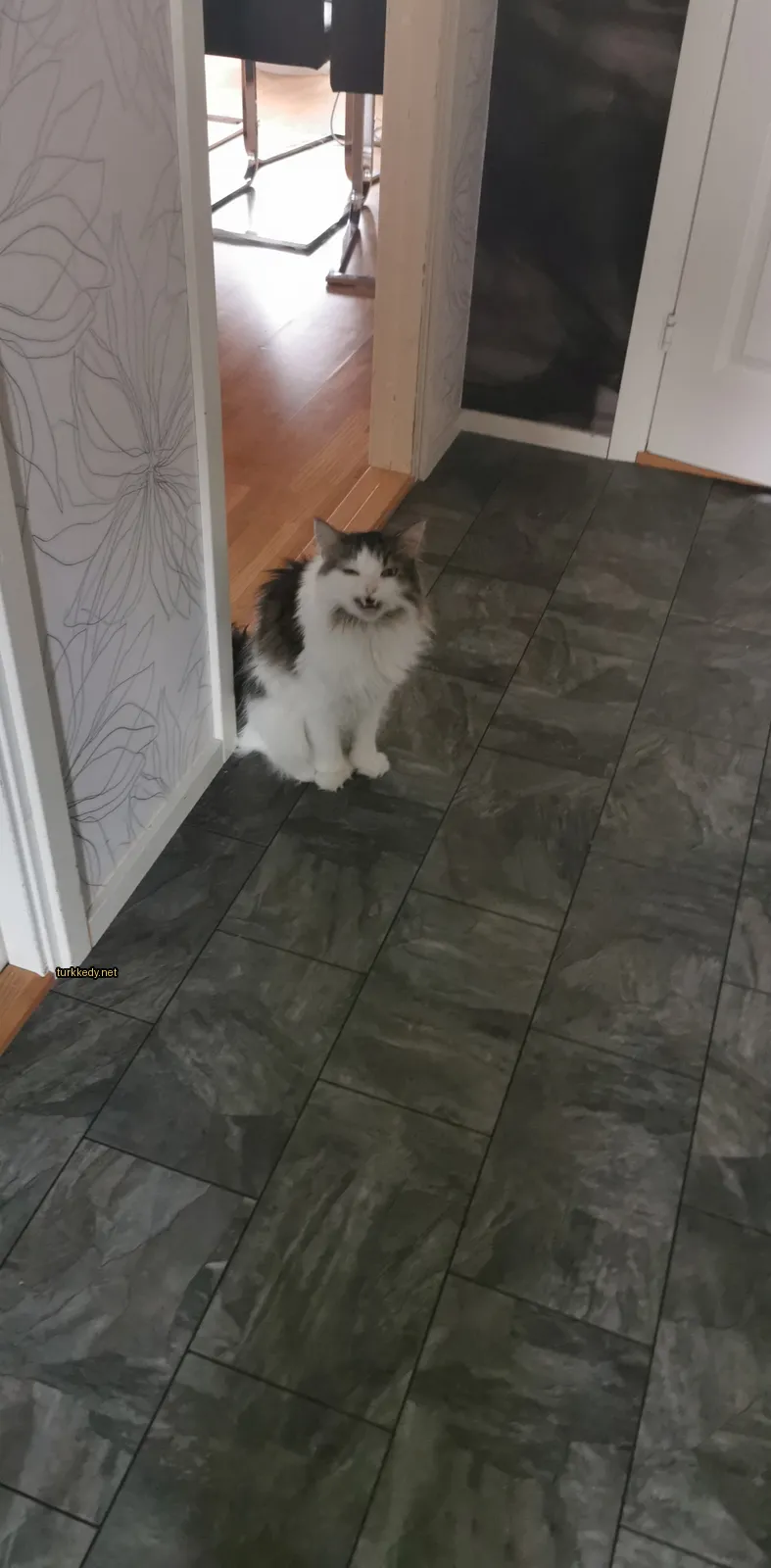 Beyaz ve kahverengi bir kedi, damardaki şerit desenine sahip, bir mermer zemin üzerinde oturmaktadır.