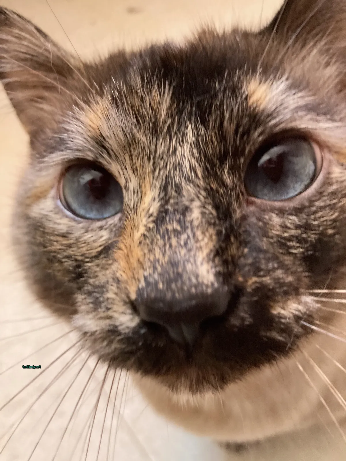 Koyu ve beyaz bir püskürtüye sahip bir kedi kameralara bakıyor.