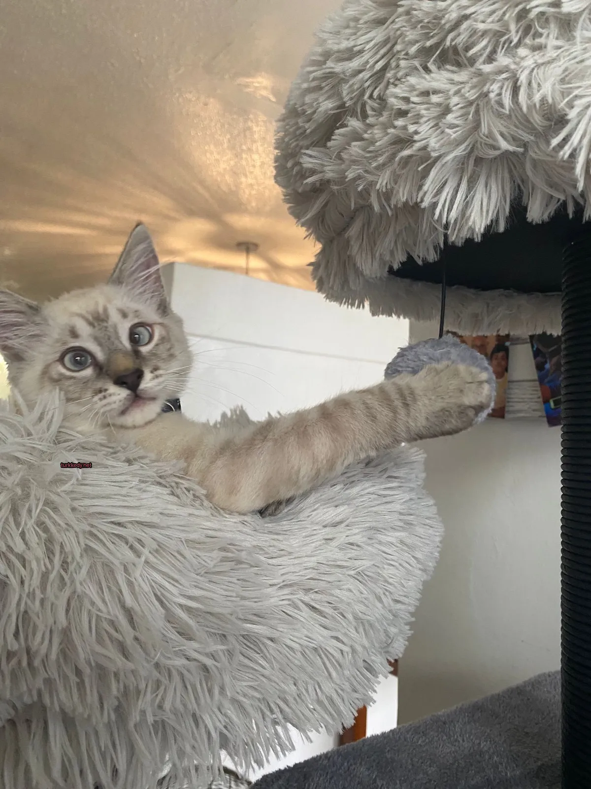 Beyaz ve gri bir kedi, siyah bir kemer takılı, bir kedi yatağında bir oyuncakla oynuyor.